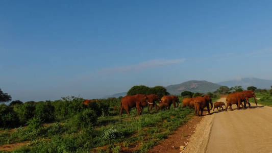大象在大草原野生动物园肯尼亚图片