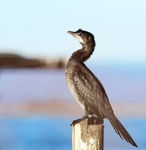 俾格米人鸬鹚，Phalacrocorax 猩猩