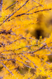 班夫国家公园的金色落叶松树图片