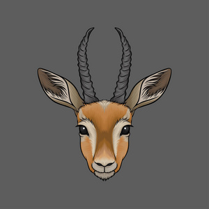 羚羊头, 野生动物手绘画矢量图照片