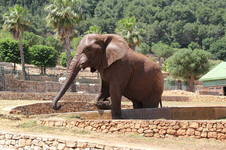 在 zoosafari 的大象