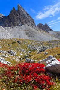 Cime 岩白云石山的红花与景观