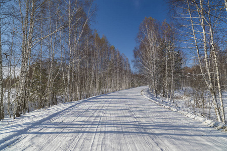 桦树之间的白雪覆盖的路