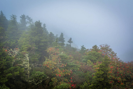 在北卡罗莱纳州的祖父山在雾中的树