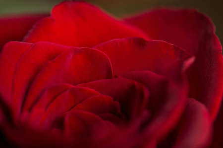 一个红色的娇嫩的玫瑰芽。情人节微距背景壁纸
