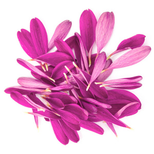 淡紫色菊花