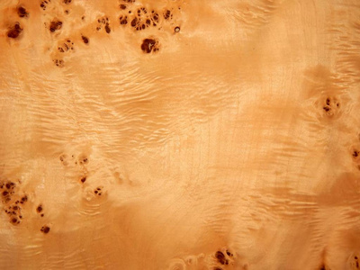一棵树，杨树根木制表面的纹理。家具的木材单板