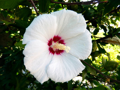 一种观赏灌木芙蓉花 (苏丹玫瑰) 关闭照片