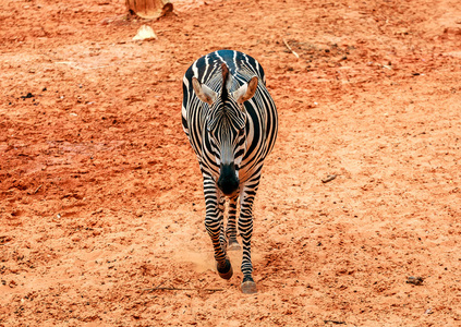 斑马在动物园里的红沙上行走