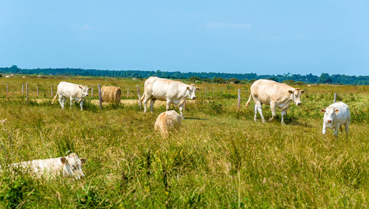 群牛在牧场里 Oleron 岛，法国