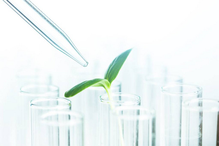 绿叶植物与玻璃器皿瓶和瓶子在生物技术科学实验室背景下