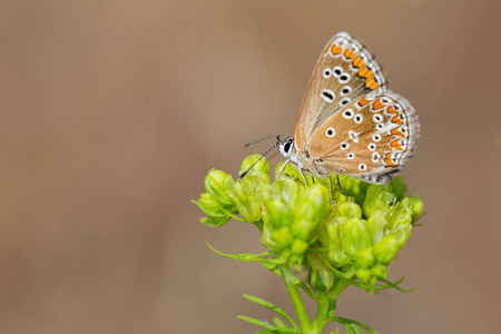 Polyommatus 伊卡洛斯蝴蝶