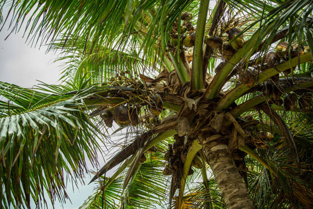 在白色的沙滩在加勒比海，两岛上的椰子棕榈树。多米尼加共和国