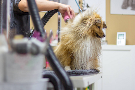 兰地牧羊犬坐在狗的客厅桌上