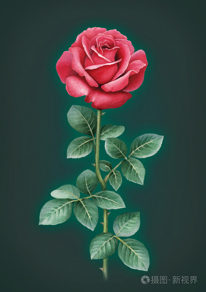 水彩插图的玫瑰花