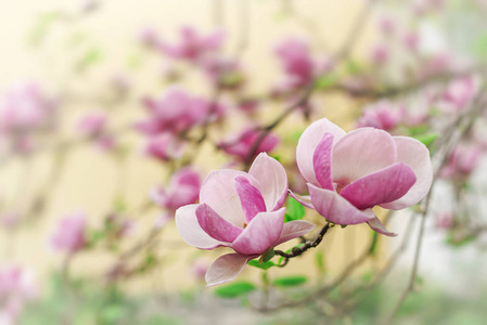 玉兰树盛开美丽的紫色花朵在春天