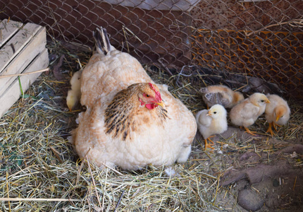 鸡与鸡的母亲。在个别鸡舍家禽