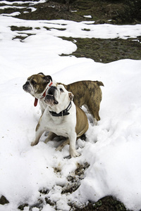 英国斗牛犬在雪地