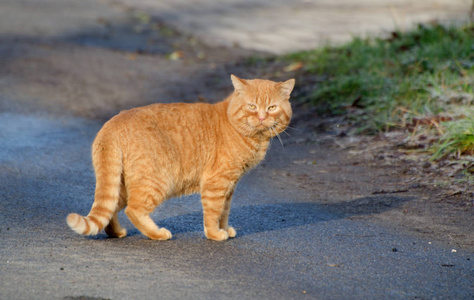 红色流浪猫在街道上