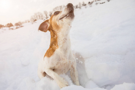 有趣的狗宠物活跃外面玩雪。伟大的冬天时间
