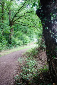 树林里的泥土路, 布列塔尼, 法国