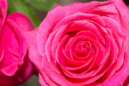 粉红色美丽的玫瑰花在花束在前景