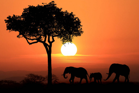 非洲大象在日落时美丽的剪影