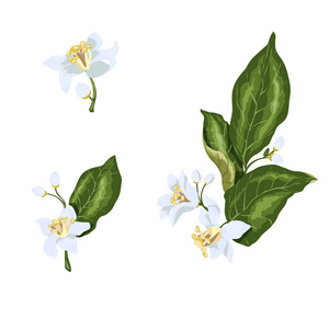 白花树的早午餐上柠檬和酸橙水果和鲜花图标矢量集橙花精油静物花卉与