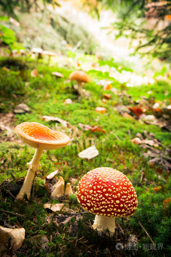 在森林里的蘑菇