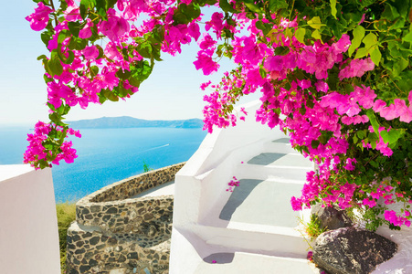 美丽的露台, 粉红色的花朵在圣托里尼岛, 希腊