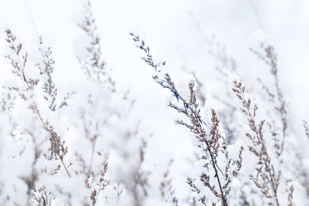 冬季风景与雪