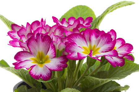 花盆里的红樱草照片