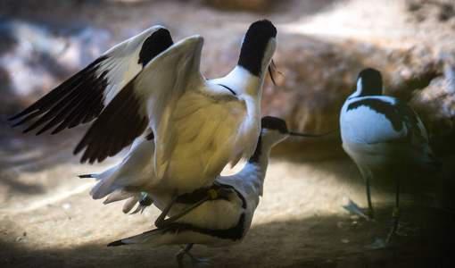 avocet 在池塘中嬉戏的意象