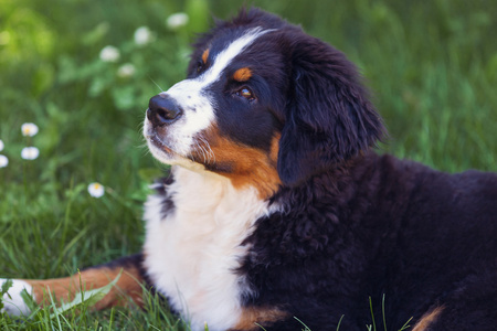 夏季牧场恩山犬