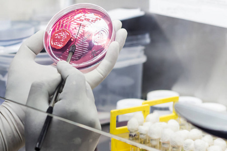 殖民地的微生物微生物实验室油烟机内的科学家接种环培养板细菌接种