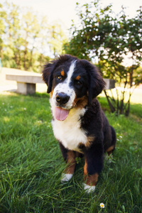 夏季牧场恩山犬