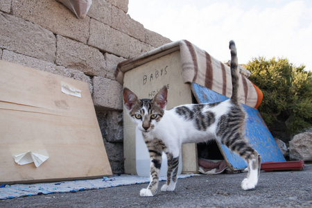 流浪猫在街上。生活在纸箱里的饥饿的猫