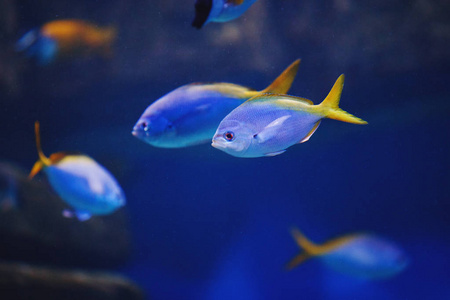 群鱼水下红海珊瑚礁与绯的暗沙昏暗的石斑鱼的特写海洋沙丁鱼殖民地