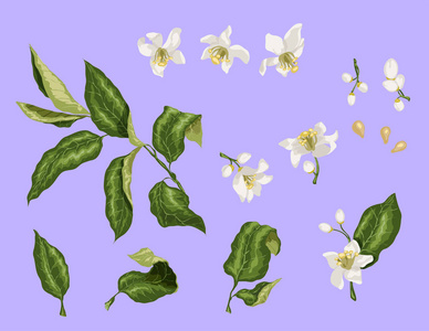 柑橘枝上有花和叶子.橙花照片