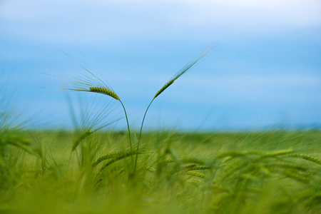 谷类植物，绿色大麦，有不同的侧重点