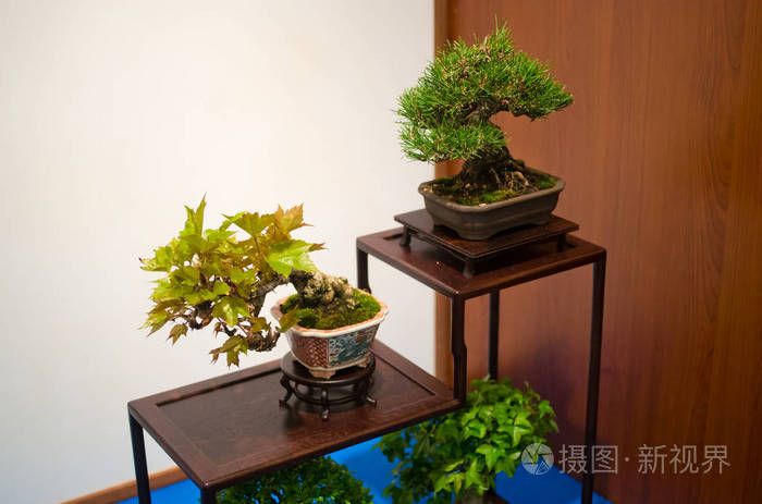 在桌子上的美丽盆景