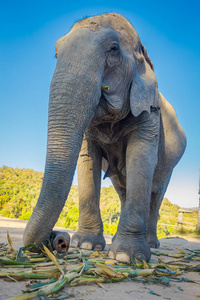的日子里, 在清迈的丛林保护区里, 巨大的雌性大象在蓝天下漫步照片