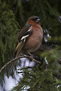 雀 fringilla coelebs 鸟在树上