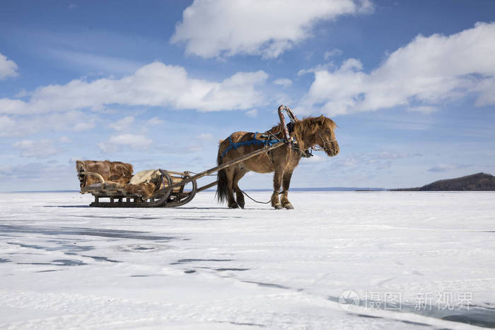 蒙古khuvsgul 冰冻湖上的马和雪橇