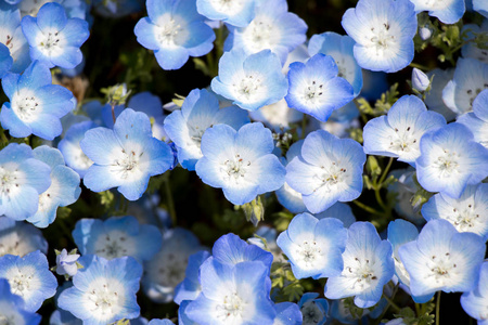 闭合的 Nemophila 婴孩蓝色眼睛 花背景