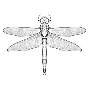 一只蜻蜓的黑白插图.孤立在白色背景上的蜻蜓照片