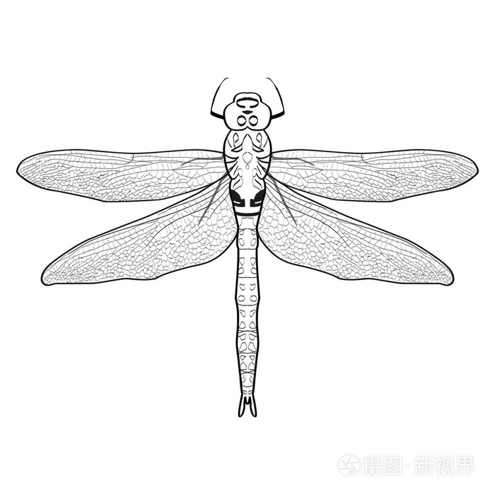 一只蜻蜓的黑白插图.孤立在白色背景上的蜻蜓
