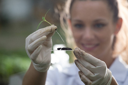 生物学家在玻璃上举行育苗试验图片