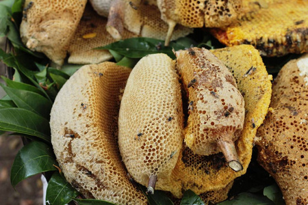 在市场的黄金蜂蜜在市场中的黄金蜂窝照片