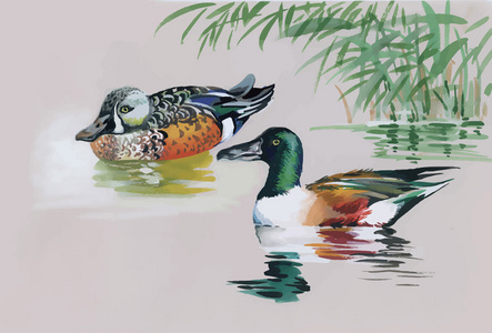 对池塘鹅群游泳对池塘水彩矢量图照片